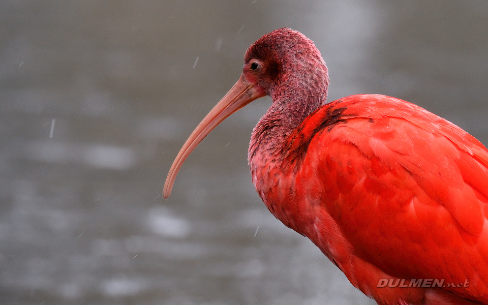 01 Scarlet ibis (Eudocimus ruber)
